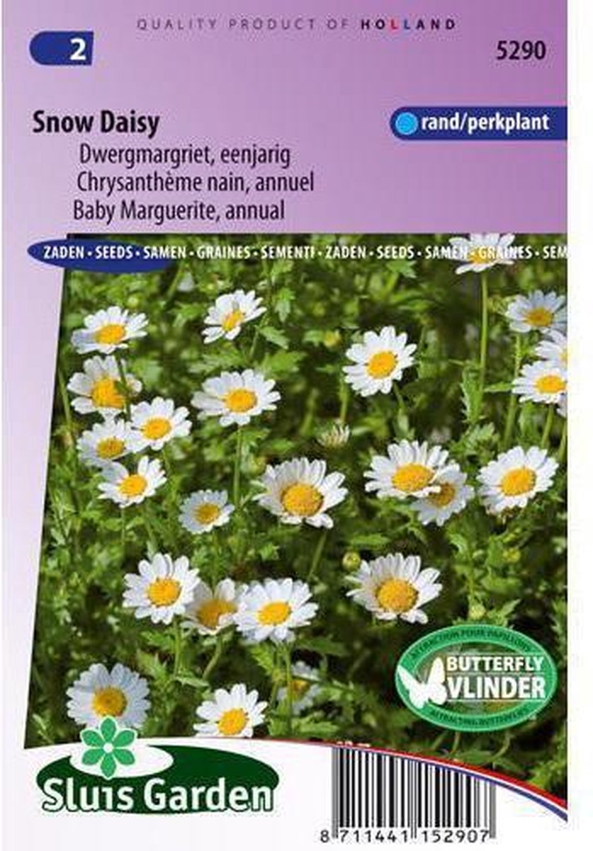 Sluis Garden - Margriet Snow Daisy (Chrysanthemum)