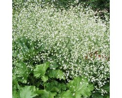 6 x Crambe Cordifolia - Zeekool pot 9x9cm