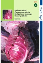 Hortitops zaden - Rode Spitskool Kalibos 1 gram