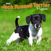 Jack Russell Terrier Puppies - Jack Russell Terrier Welpen 2020 - 18-Monatskalender mit freier DogDays-App