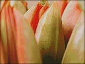 Borduurpakket Oranje Tulpen Close-up