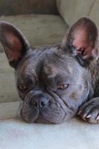 Sleepy French Bulldog Journal