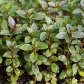 6 x Mentha Piperita - Groene Pepermunt pot 9x9cm -  muntplanten - planten