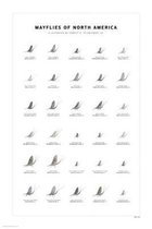 Mayflies of North America Print Set