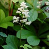 3 x  Rodgersia Aesculifolia - Schout-Bij-Nacht pot 9x9cm
