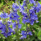 6 x Veronica Austriaca 'Knallblau' - Breedbladige Ereprijs pot 9x9cm - Blauwe bloemen, bodembedekker
