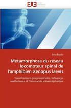 Métamorphose du réseau locomoteur spinal de l'amphibien Xenopus laevis
