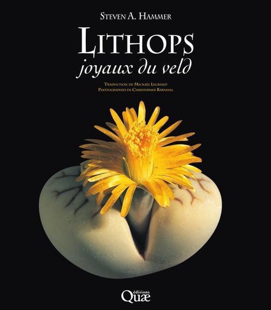 Beaux livres - Lithops - cover