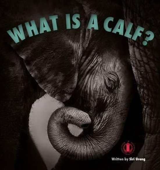 What Is A Calf Siri Urang 9781776500253 Boeken Bol