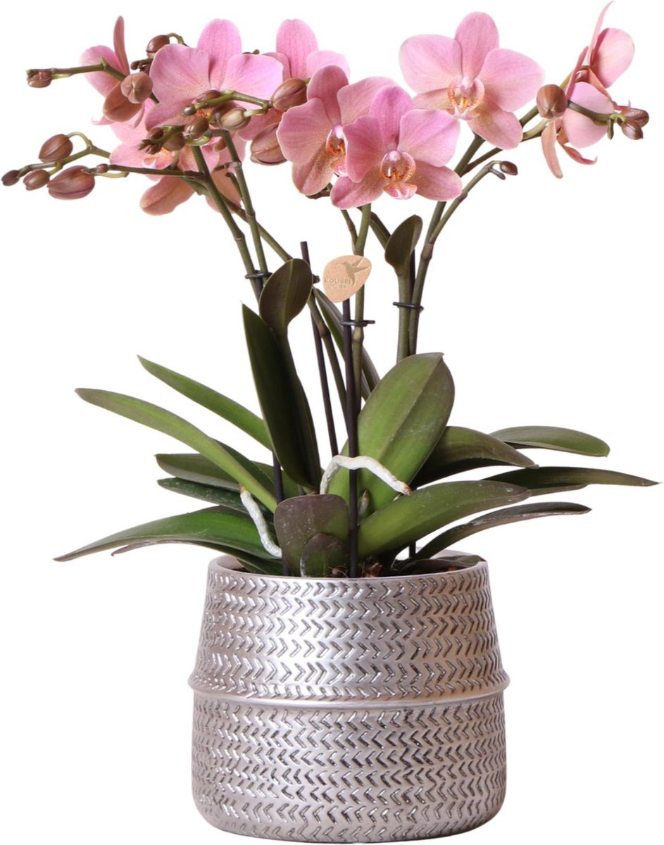 Green Harmony | Roze Phalaenopsis orchidee – Treviso in Groove pot zilver – potmaat Ø12cm – 35cm hoog | bloeiende kamerplant in bloempot - vers van de kweker