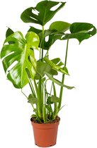 Monstera Deliciosa - Gatenplant - Kamerplant - luchtzuiverend - ⌀17 cm - 50-60 cm