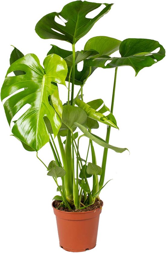 Foto: Monstera deliciosa gatenplant kamerplant luchtzuiverend 17 cm 50 60 cm