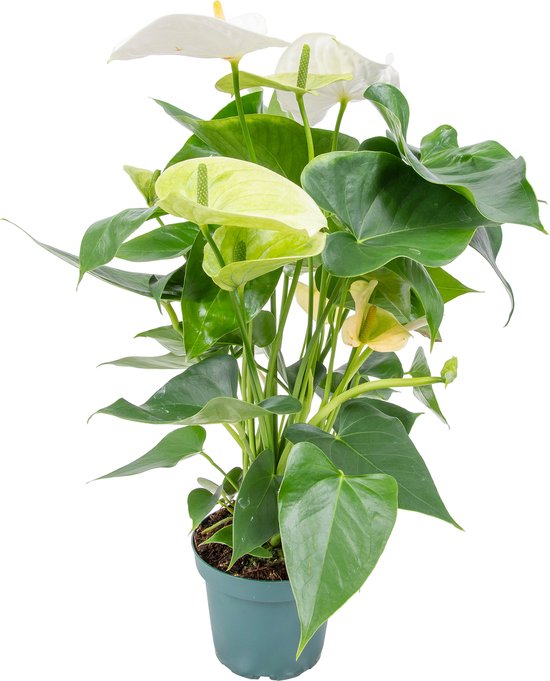 Bloomique - Flamingoplant - Wit - Kamerplanten - Luchtzuiverend - Hoogte 30-40 cm - Pot 12 cm