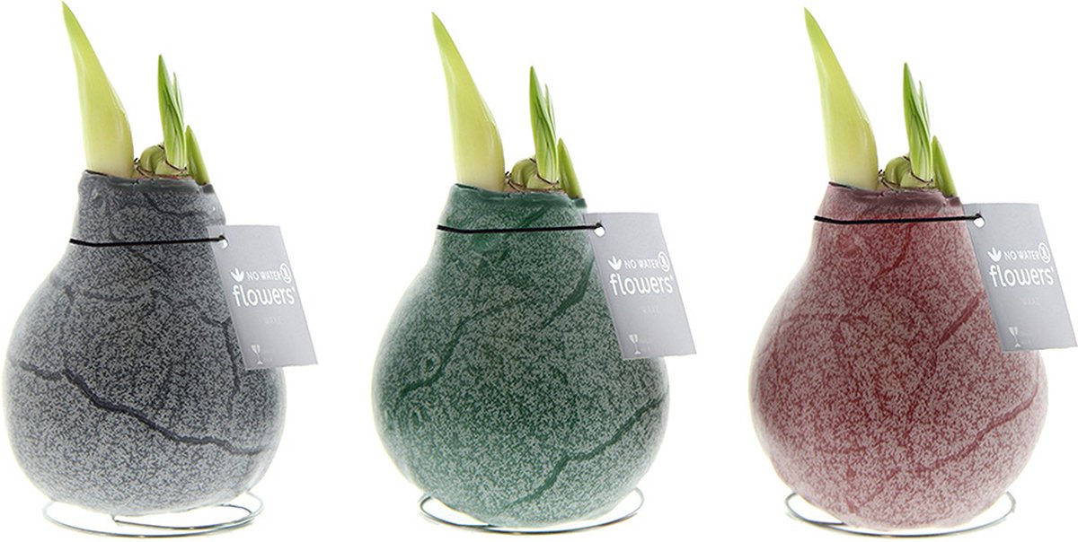 Wax Amaryllis Collectie Marble | 3 stuks | Prachtige Wax Amaryllis voor in huis
