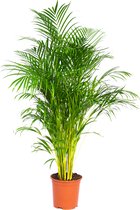 Bloomique - Dypsis Lutescens - Goudpalm - Areca - Palm - Kamerplanten - Luchtzuiverend - Diervriendelijk - 130-150 cm Hoog - Pot 24 cm