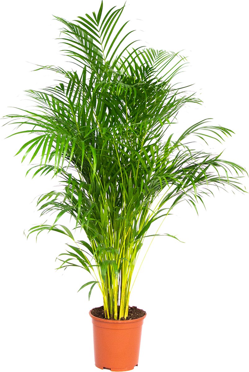 Dypsis Lutescens - Goudpalm - Kamerplant - Onderhoudsvriendelijk - ⌀27 cm - 150-160 cm