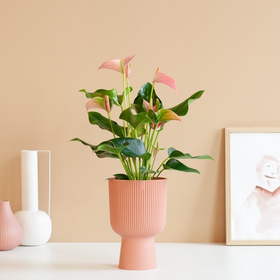 Anthurium – Andreanum Roze – Flamingoplant