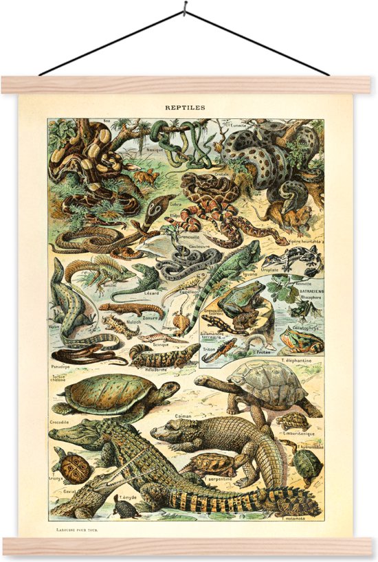 Affiche scolaire - Reptiles - Animaux - Vintage - Affiche textile - Porte affiche - 60x80 cm