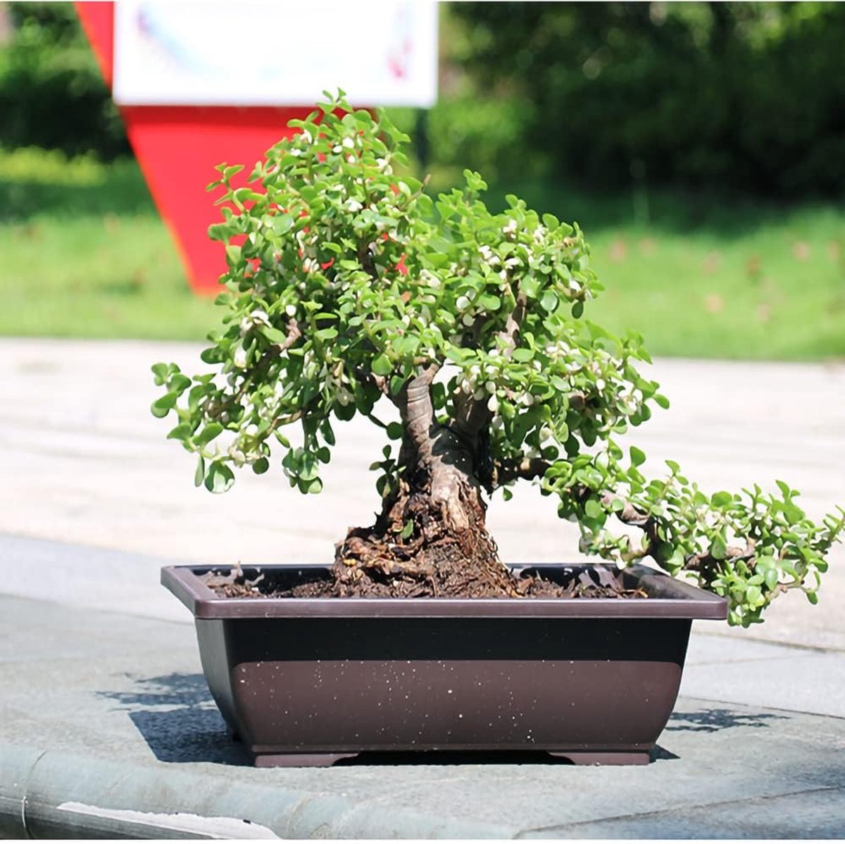 HEIHAK Lot De 10 Pots De Fleurs Ronds En Plastique Noir De 17