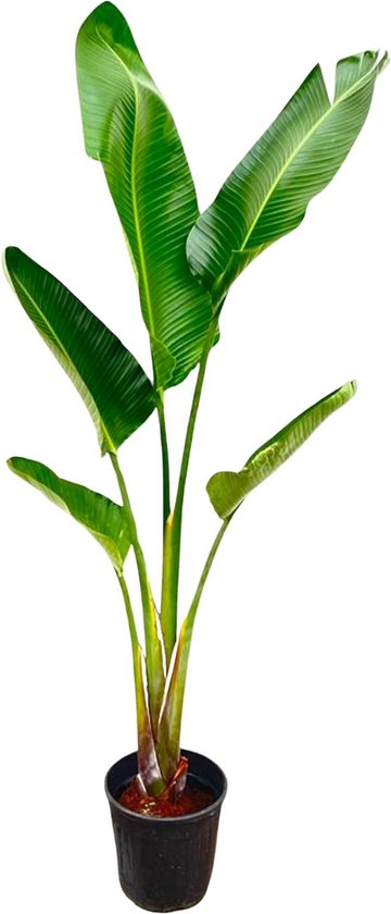 Hoge kamerplant de Witte paradijsvogelbloem | Strelitzia Augusta onderhoudsvriendelijk | 2,1 meter hoog