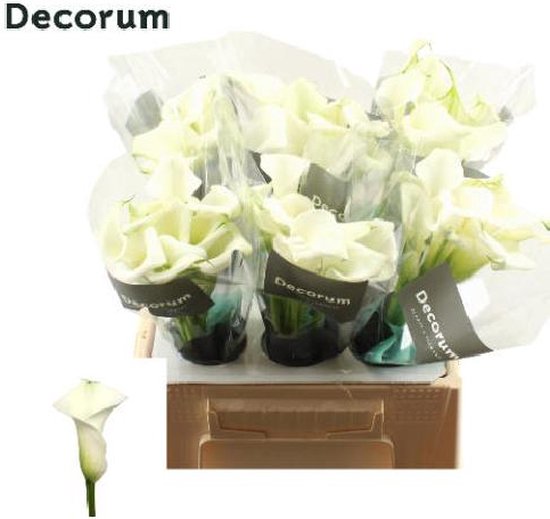 Calla Rudolph 40cm DutchFlowers - Boeket - 10x Calla crystal blush 40cm | bol