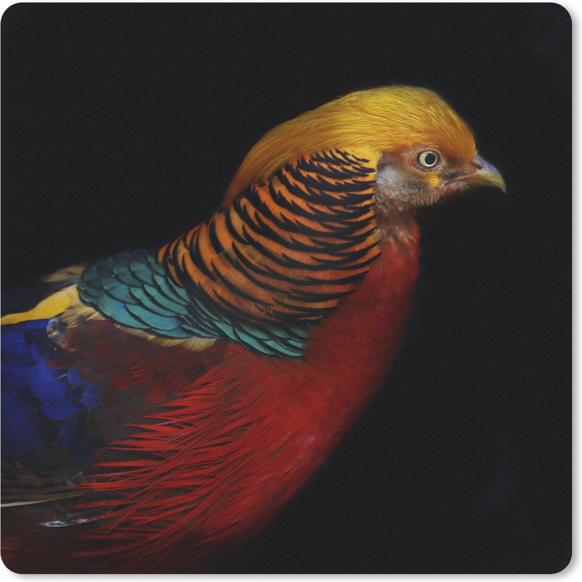 Muismat 30x30 cm - Mousepad Vogel - Veren - Zwart - Portret - Muismatten