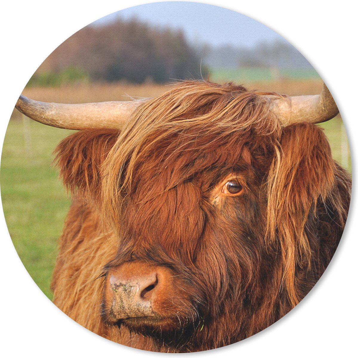 Muismat rond 50x50 cm - Mousepad Schotse Hooglander - Gras - Boom - Ronde muismatten