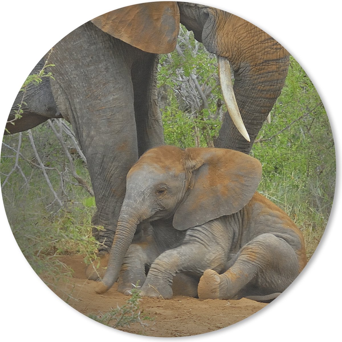 Muismat rond 40x40 cm - Mousepad Olifant - Dieren - Zand - Natuur - Ronde muismatten