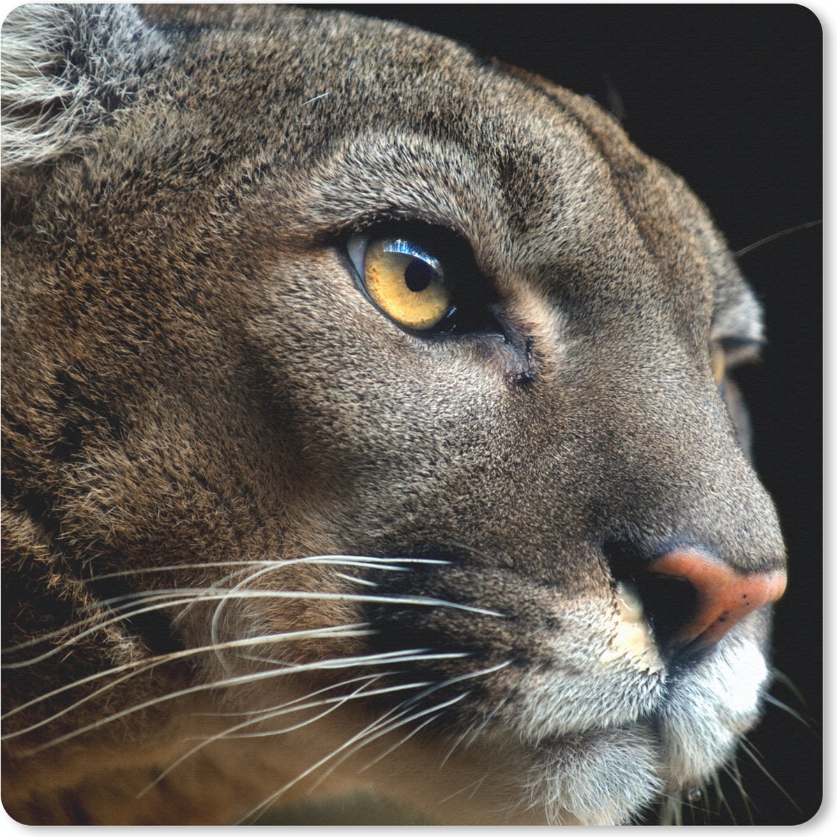 Muismat 20x20 cm - Mousepad Poema - Wilde dieren - Portret - Muismatten