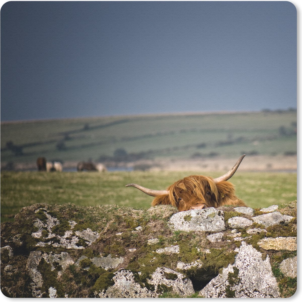 Muismat 30x30 cm - Mousepad Schotse Hooglander - Stenen - Gras - Muismatten