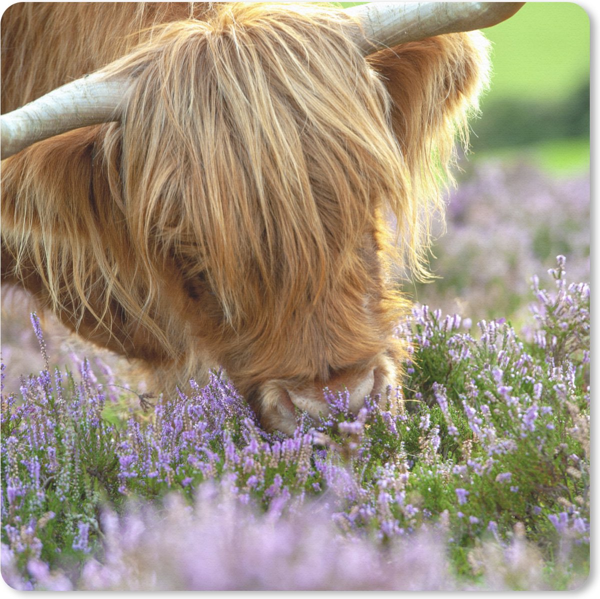 Muismat 30x30 cm - Mousepad Schotse Hooglander - Gras - Heide - Dieren - Muismatten