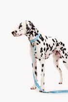 Dogguo Leash - Laisse pour chien - 23 cm Blauw Argent Pour Petits Chiens S