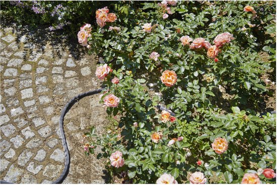 Zwarte tuinslang langs een pad van kasseien en roze rozenstruiken.