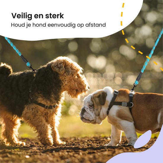 Twee honden, een ruwharige terrier en een buldog, met blauwe riemen