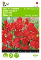 Reukerwt Royal Family rood - Lathyrus odoratus