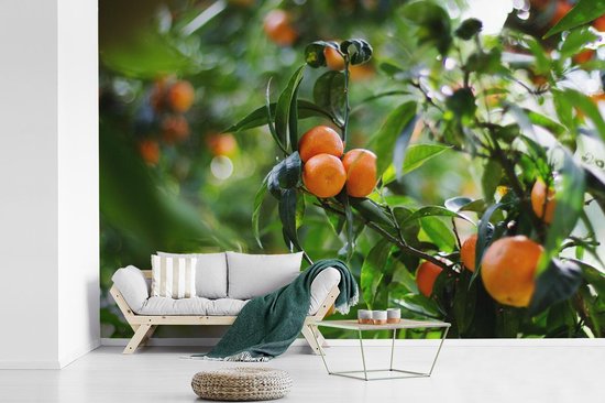 Mandarinier dans un verger 390x260 cm