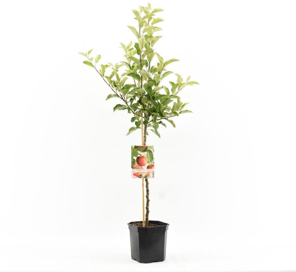 Malus domestica Ecolette | rode handappel | laagstam