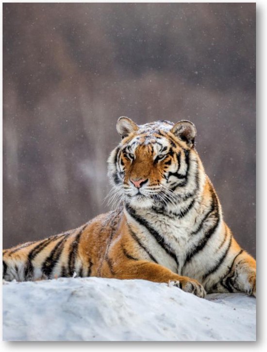Siberische tijger op een winterse dag | Aluminium Dibond Poster