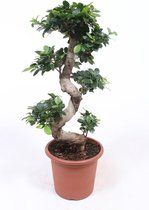 Kamerplant van Botanicly – Chinese Vijg – Hoogte: 70 cm – Ficus microcarpa Gin Seng