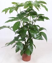 Kamerplant van Botanicly – Vingersboom – Hoogte: 105 cm – Schefflera Amate