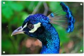 Tuinposter – Vogel met Mooie Blauwe Veren - 90x60cm Foto op Tuinposter  (wanddecoratie voor buiten en binnen)