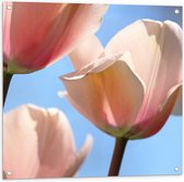 Tuinposter – Roze Tulp Buiten - 80x80cm Foto op Tuinposter  (wanddecoratie voor buiten en binnen)