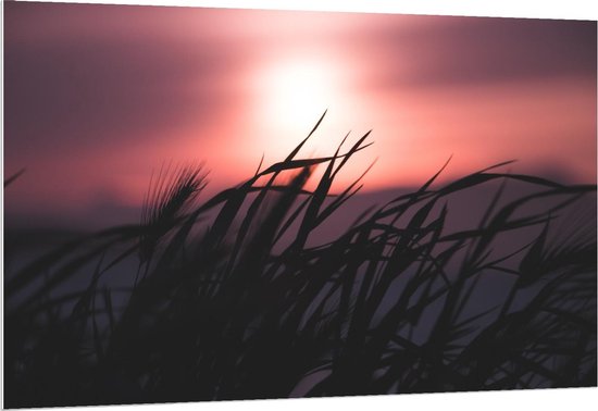 Forex - Rode Zon Achter Grassprietjes - 150x100cm Foto op Forex