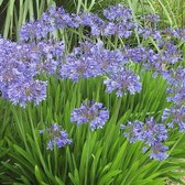 4 x Agapanthus Blue de Chine - Dwerglelie in C2 pot met hoogte 10-20cm