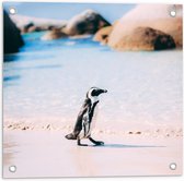 Tuinposter – Schattige Kleine Pinguïn - 50x50cm Foto op Tuinposter  (wanddecoratie voor buiten en binnen)
