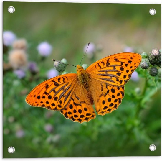 Tuinposter – Oranje Vlinder met Zwarte Stippen - 50x50cm Foto op Tuinposter  (wanddecoratie voor buiten en binnen)