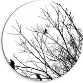 Dibond Wandcirkel - Boom gevuld met Vogels - 50x50cm Foto op Aluminium Wandcirkel (met ophangsysteem)