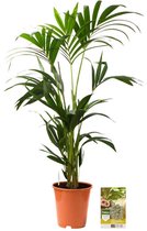 Pokon Powerplanten Kentia Palm 90 cm ↕ - Kamerplanten - Planten voor Binnen - Howea Forsteriana - met Plantenvoeding / Vochtmeter