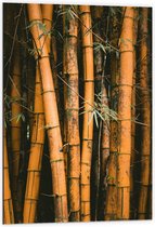 Dibond - Bamboe Takken  - 60x90cm Foto op Aluminium (Wanddecoratie van metaal)