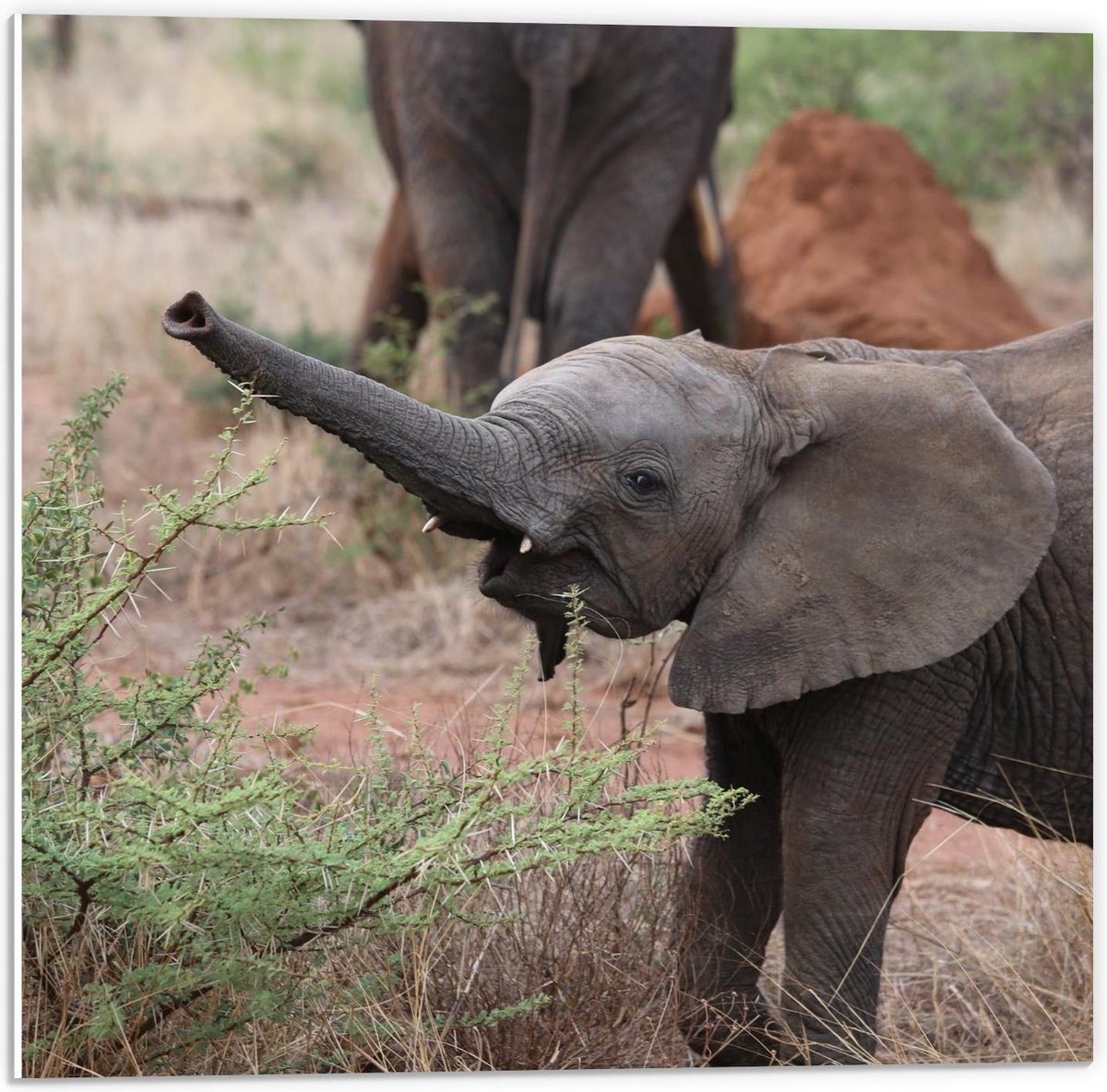 Forex - Zuid-Afrikaanse Baby Olifant in Savanne - 50x50cm Foto op Forex